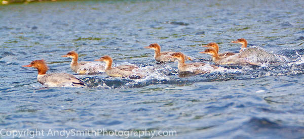 Common Merganser Female with Young Scampering